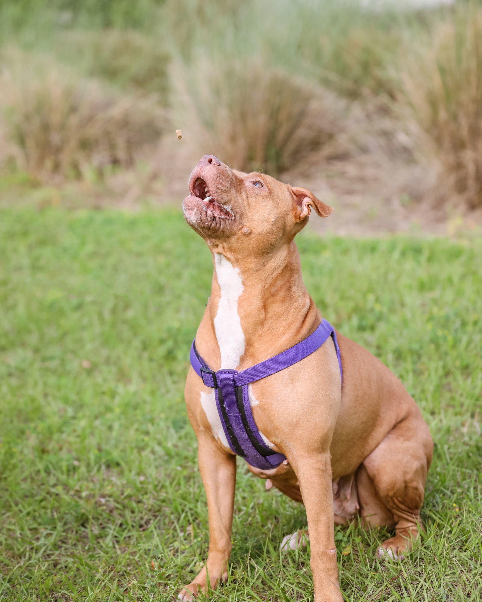 Marley Ella, an adoptable Mixed Breed in Gainesville, FL, 32601 | Photo Image 1