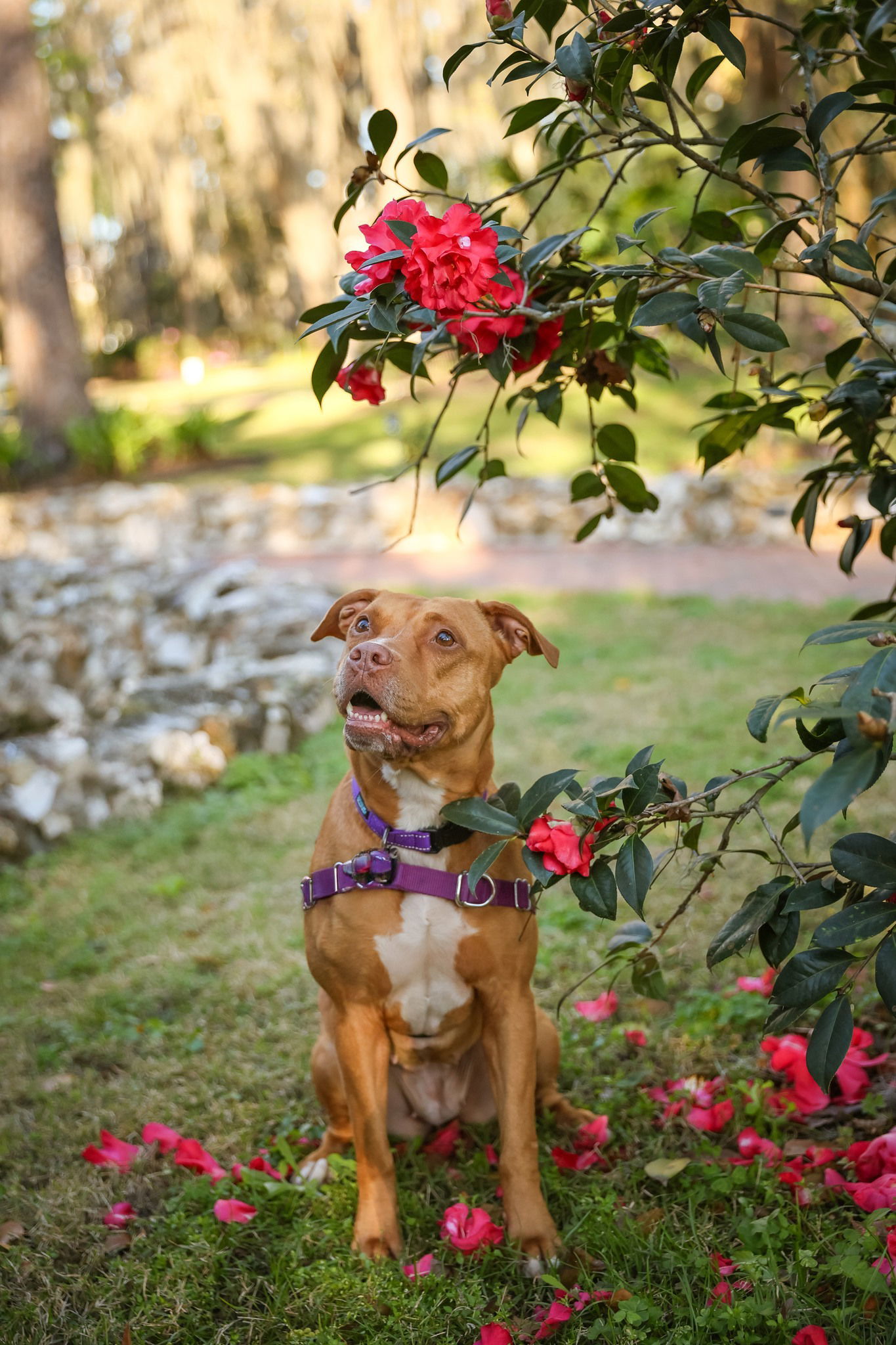 Marley Ella, an adoptable Mixed Breed in Gainesville, FL, 32601 | Photo Image 1
