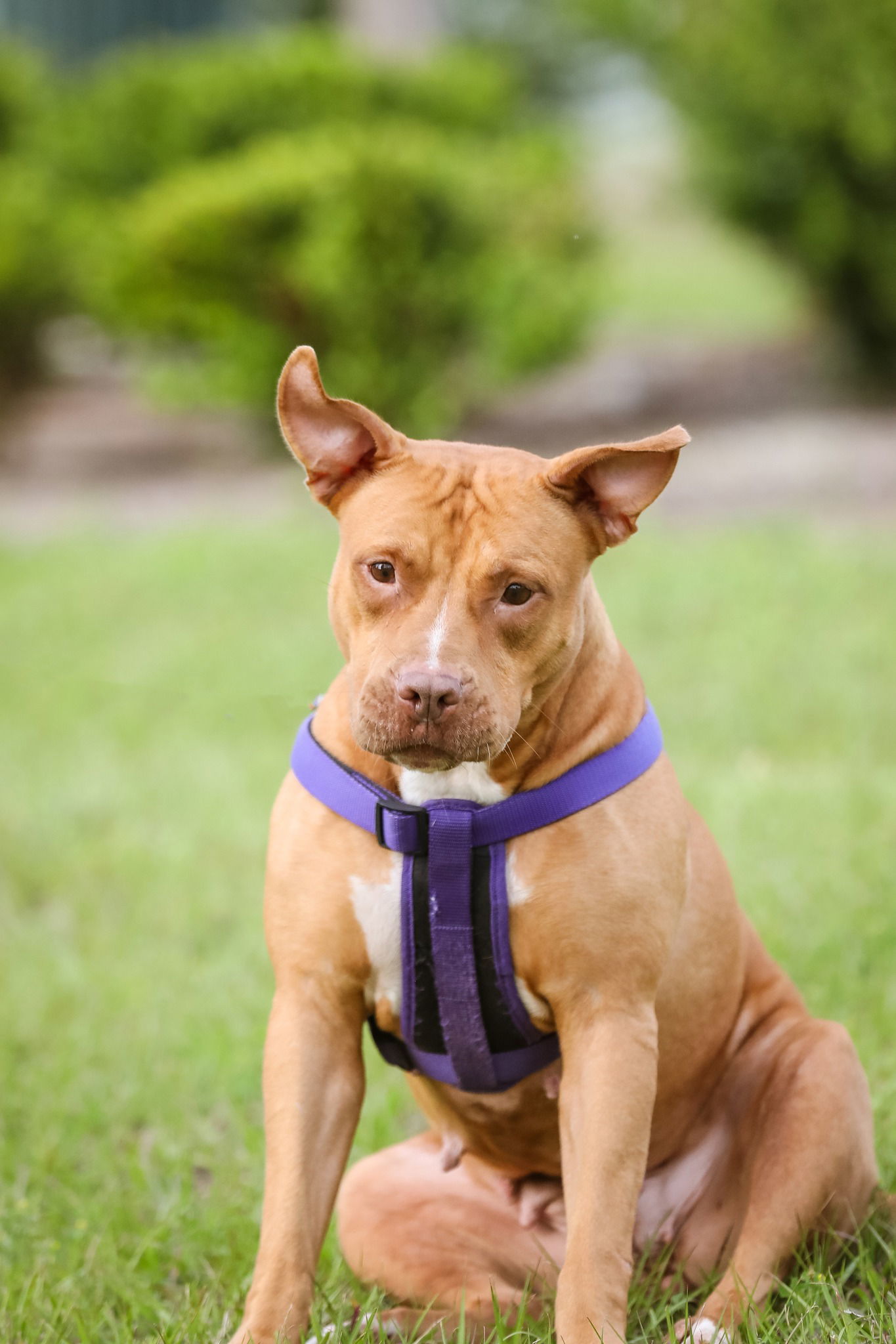 Marley Ella, an adoptable Mixed Breed in Gainesville, FL, 32601 | Photo Image 2