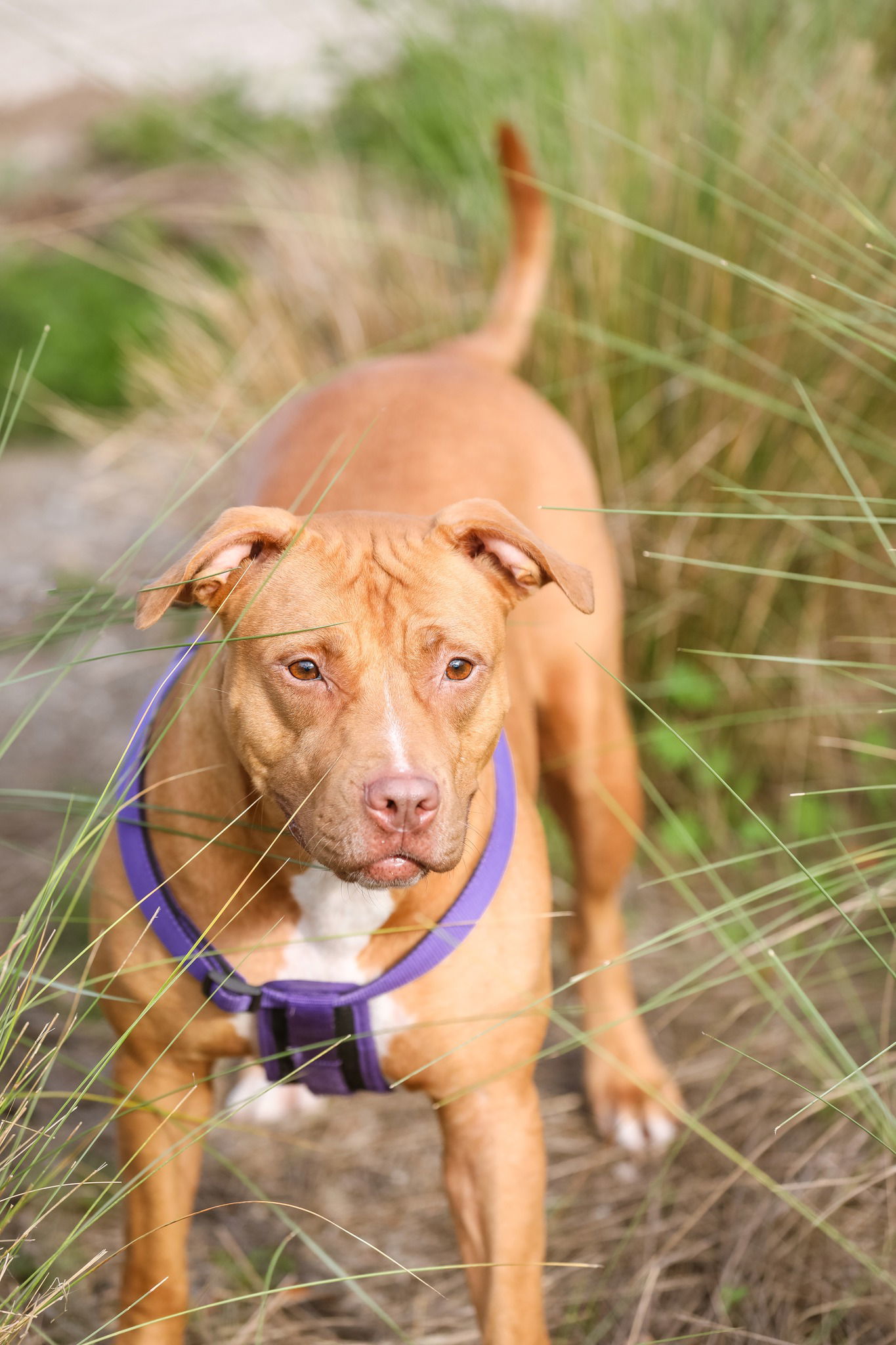 Marley Ella, an adoptable Mixed Breed in Gainesville, FL, 32601 | Photo Image 3