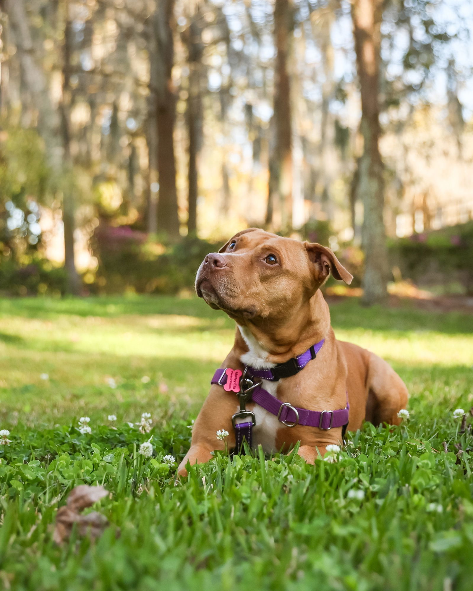 Marley Ella, an adoptable Mixed Breed in Gainesville, FL, 32601 | Photo Image 3