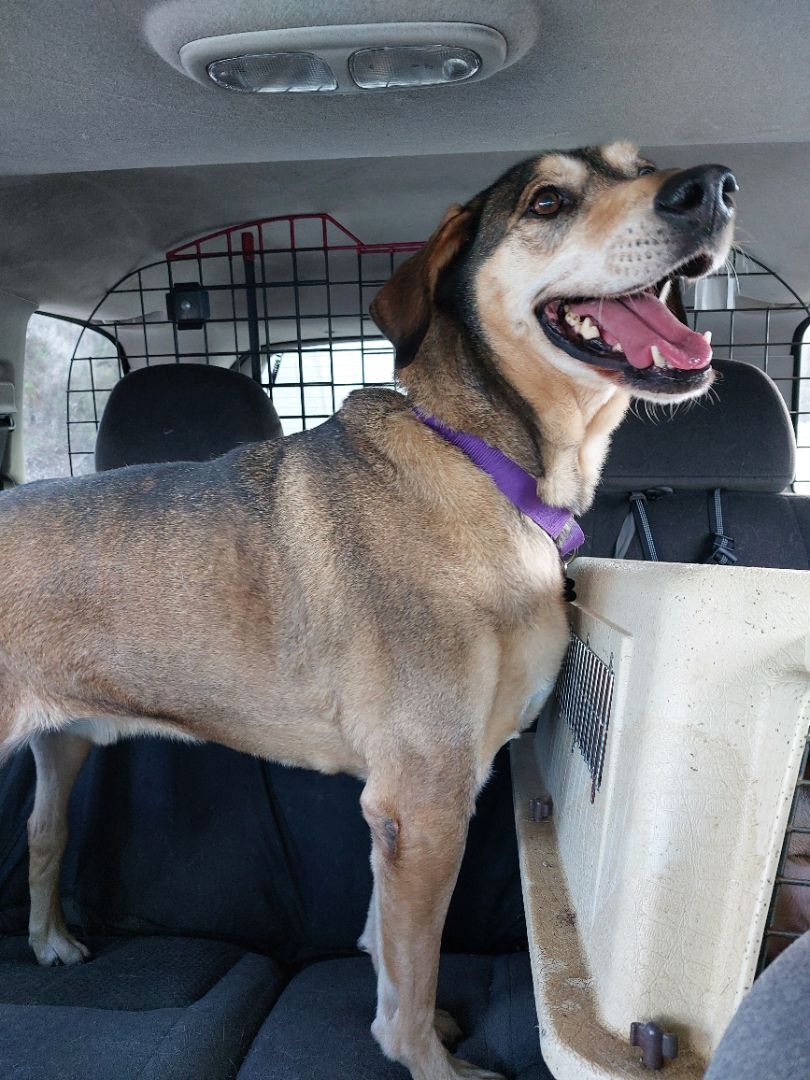 BLITZ, an adoptable German Shepherd Dog in Broadalbin, NY, 12025 | Photo Image 3