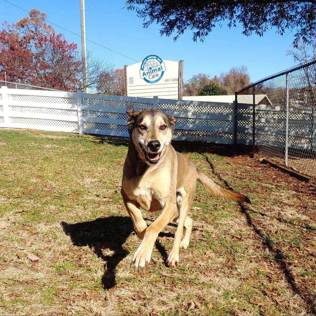 BLITZ, an adoptable German Shepherd Dog in Broadalbin, NY, 12025 | Photo Image 1