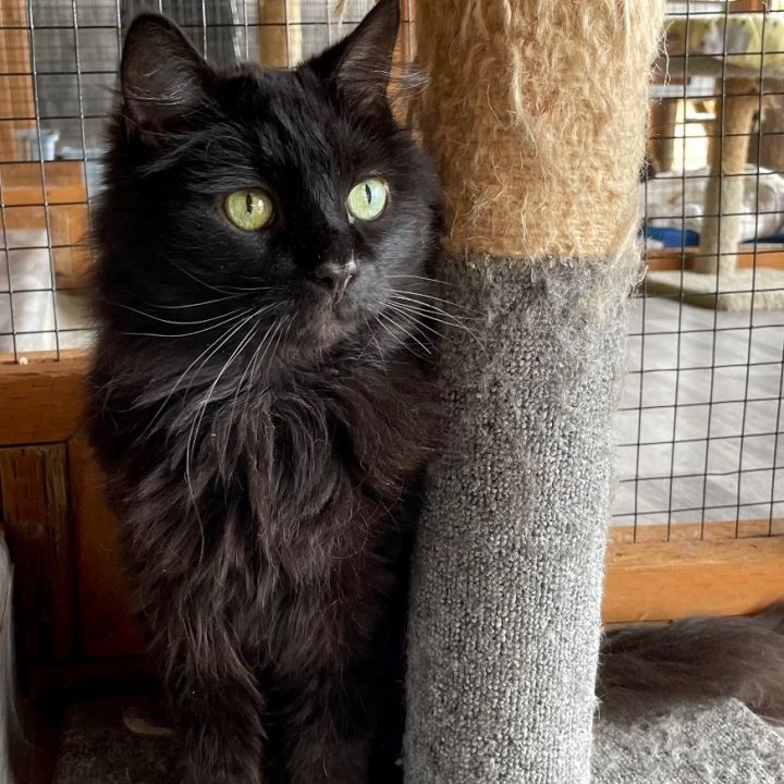 George, an adoptable Domestic Long Hair in Sequim, WA_image-2
