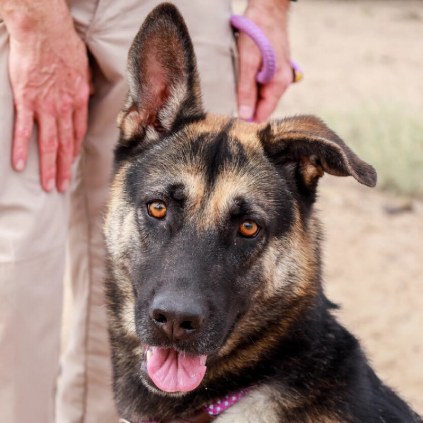 Maribel, an adoptable German Shepherd Dog in Alamogordo, NM, 88310 | Photo Image 1
