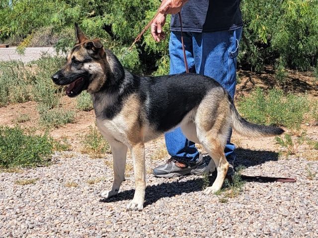 Maribel, an adoptable German Shepherd Dog in Alamogordo, NM, 88310 | Photo Image 2
