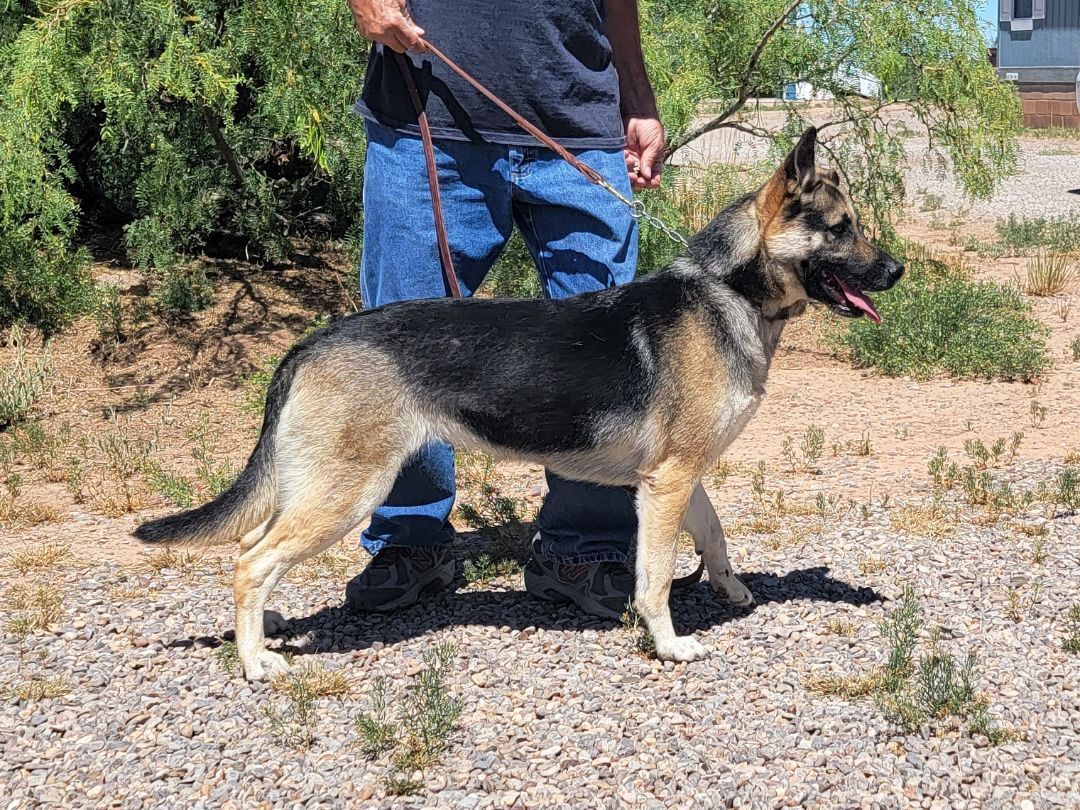Maribel, an adoptable German Shepherd Dog in Alamogordo, NM, 88310 | Photo Image 3