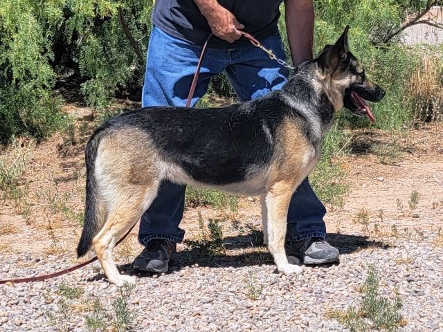 Maribel, an adoptable German Shepherd Dog in Alamogordo, NM, 88310 | Photo Image 4