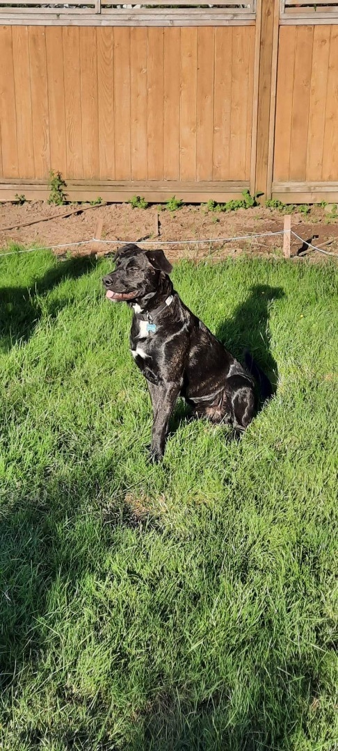 Chip, an adoptable Shepherd in Abbotsford, BC, V3G 2L5 | Photo Image 2