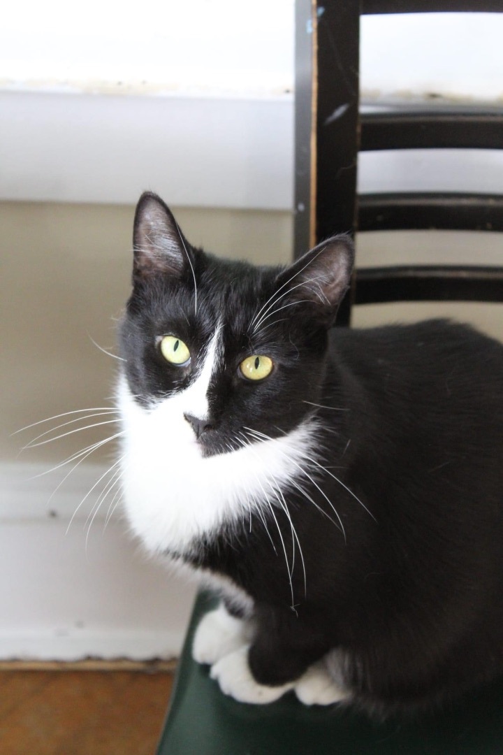 Miquella, an adoptable Domestic Short Hair in Berkeley Springs, WV_image-1