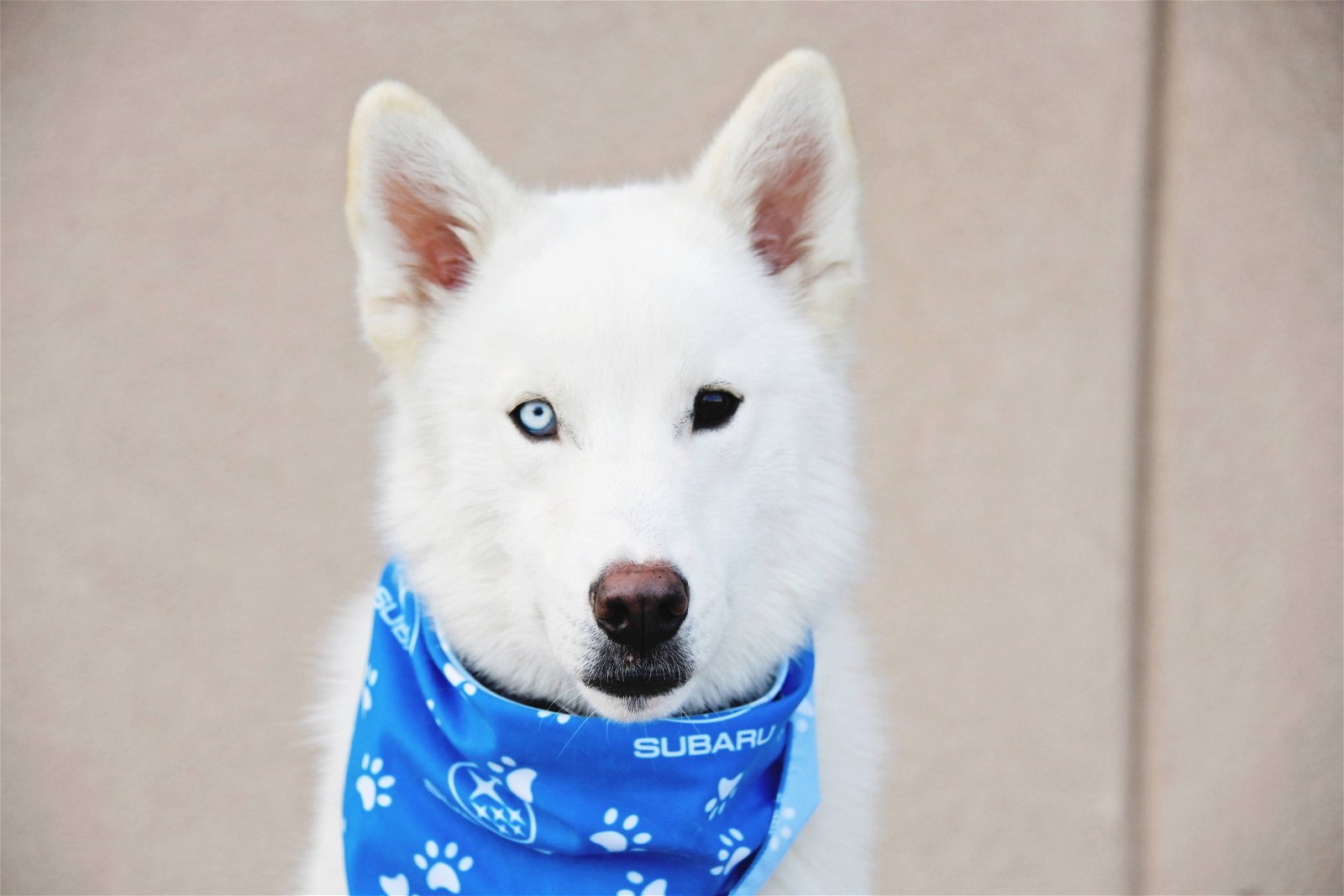 Inari, an adoptable Husky in Salt Lake City, UT, 84171 | Photo Image 1