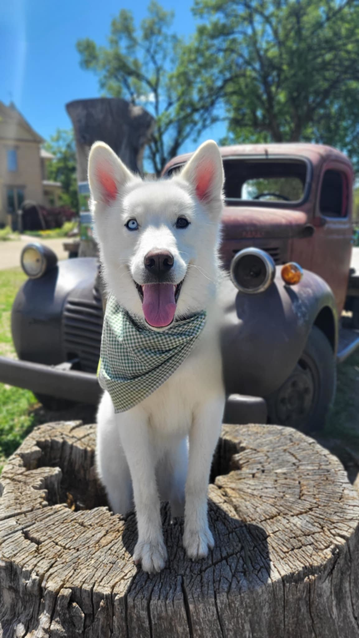 Inari, an adoptable Husky in Salt Lake City, UT, 84171 | Photo Image 1