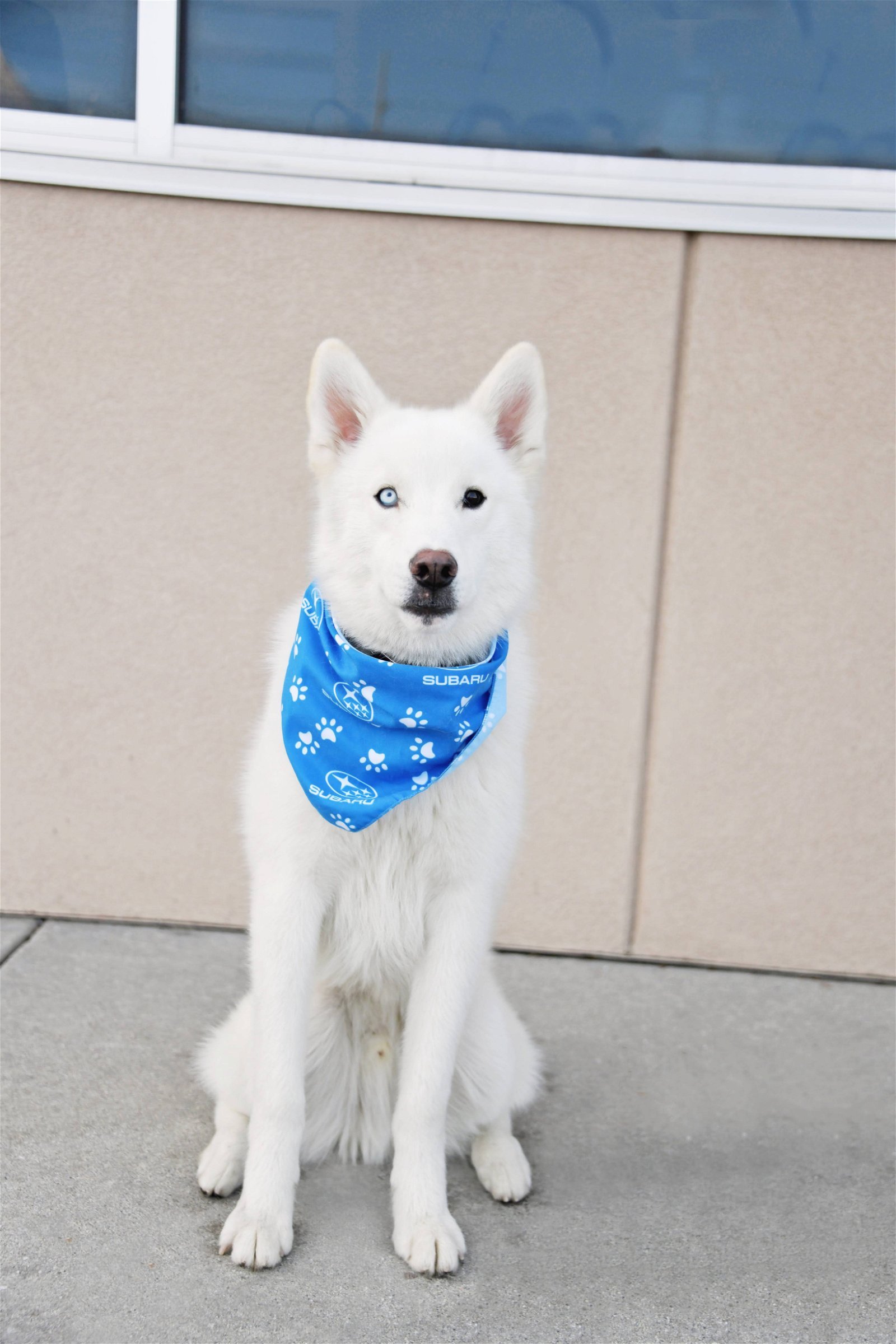 Inari, an adoptable Husky in Salt Lake City, UT, 84171 | Photo Image 2