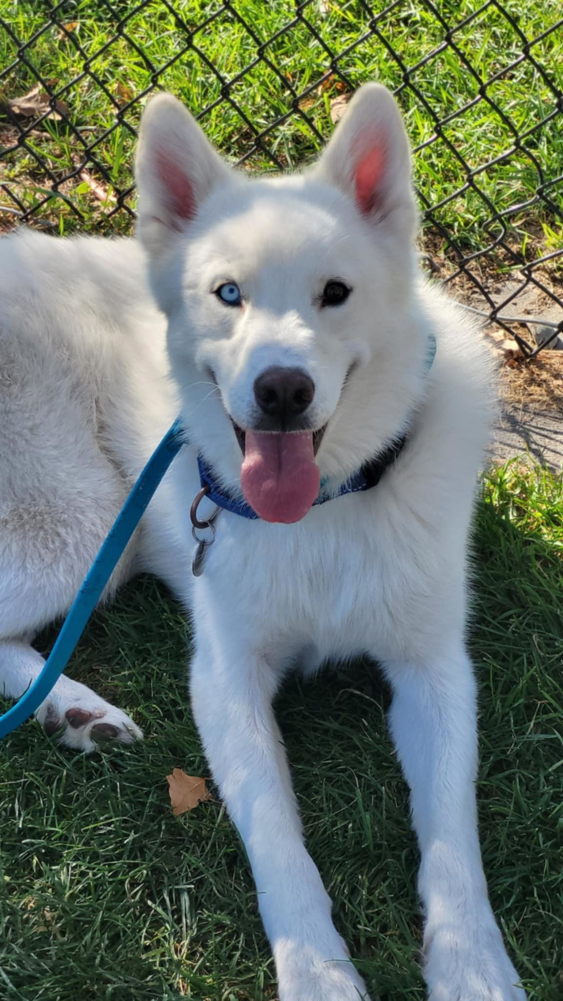 Inari, an adoptable Husky in Salt Lake City, UT, 84171 | Photo Image 2