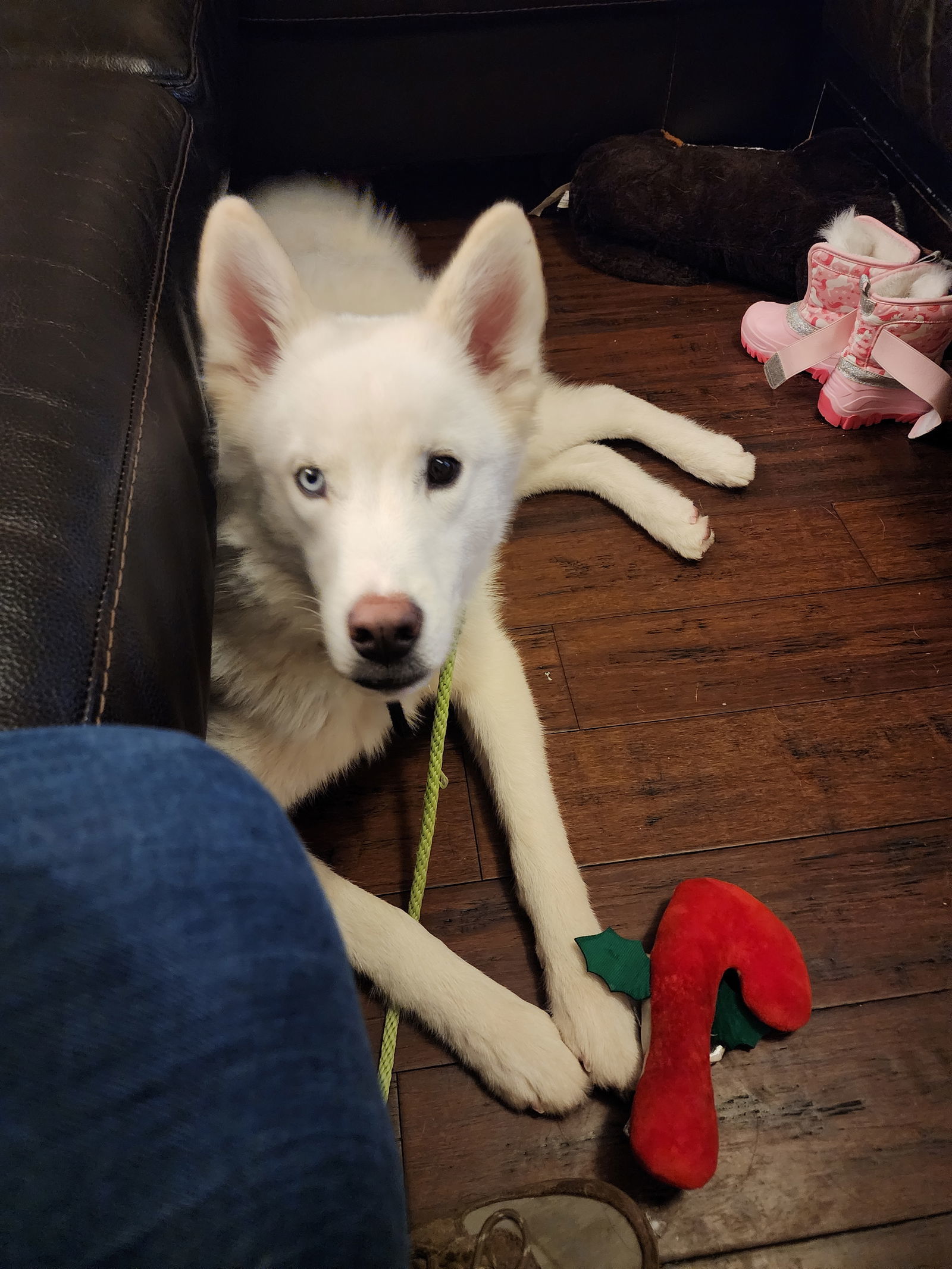 Inari, an adoptable Husky in Salt Lake City, UT, 84171 | Photo Image 3