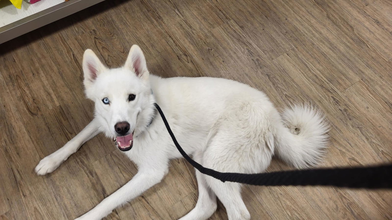 Inari, an adoptable Husky in Salt Lake City, UT, 84171 | Photo Image 3