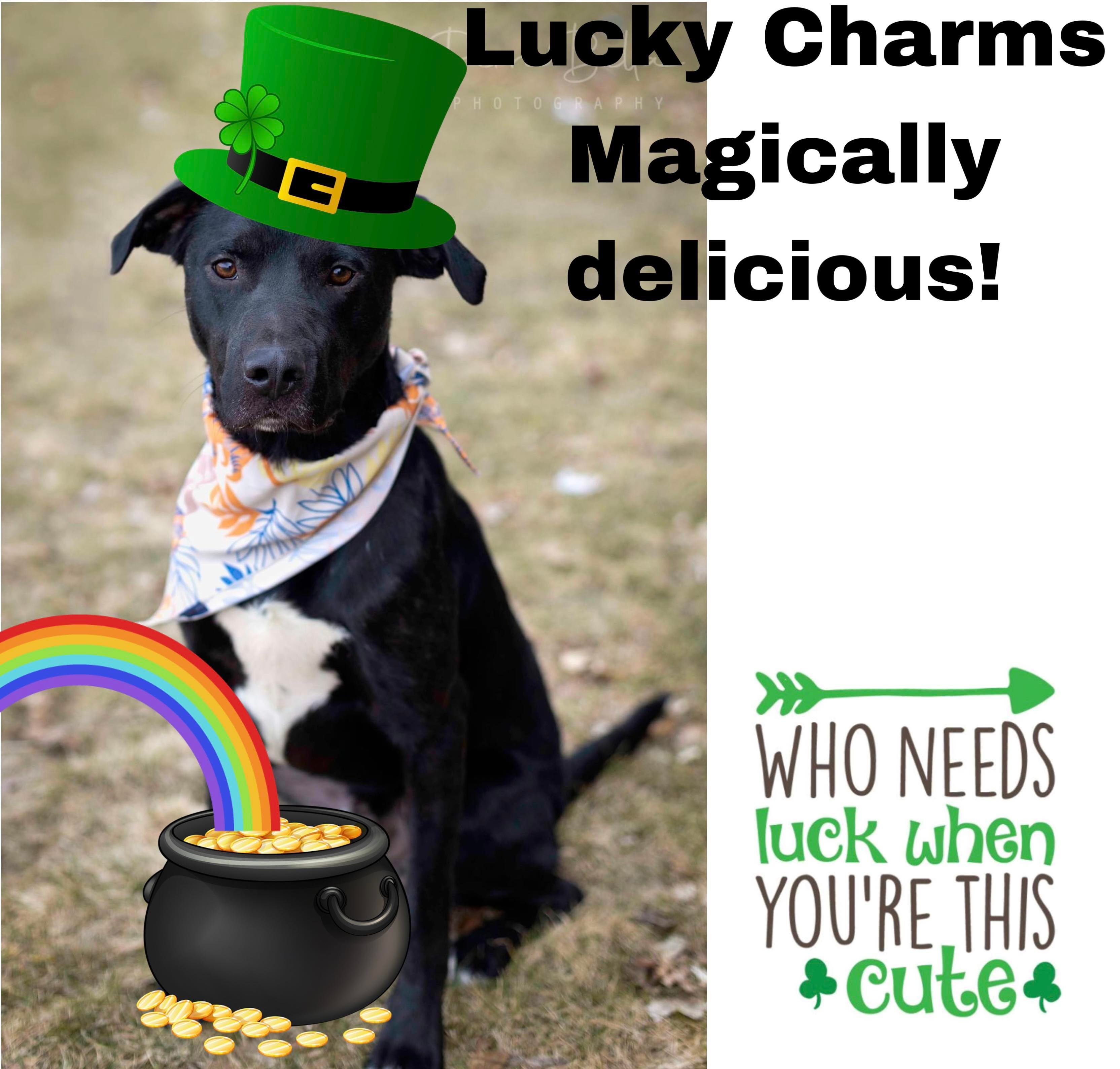 Lucky Charms, an adoptable Black Labrador Retriever in West Richland, WA, 99353 | Photo Image 2