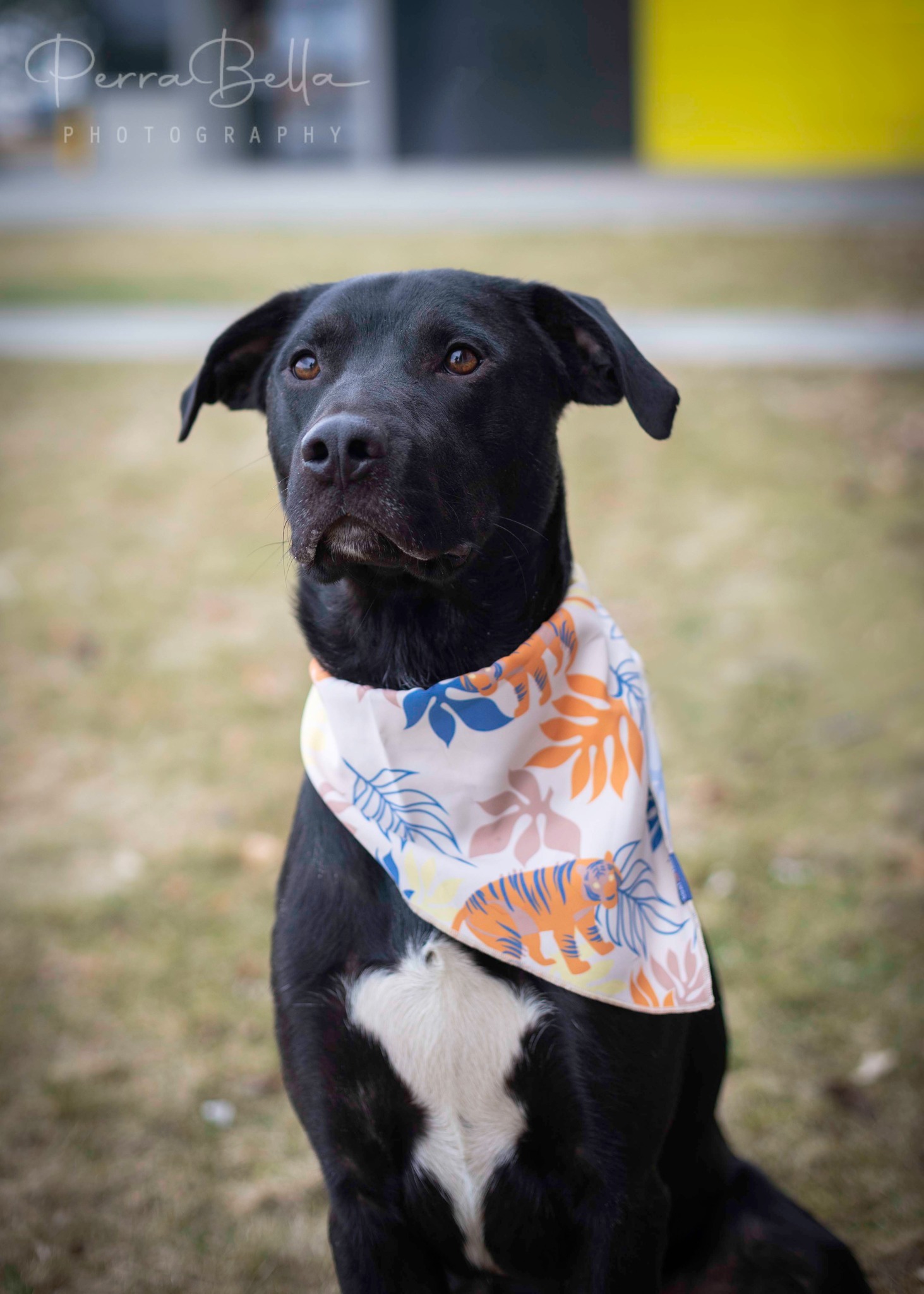 Lucky Charms, an adoptable Black Labrador Retriever in West Richland, WA, 99353 | Photo Image 3