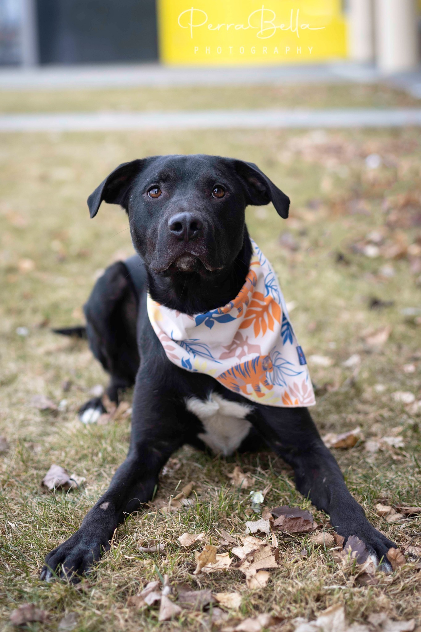 Lucky Charms, an adoptable Black Labrador Retriever in West Richland, WA, 99353 | Photo Image 4