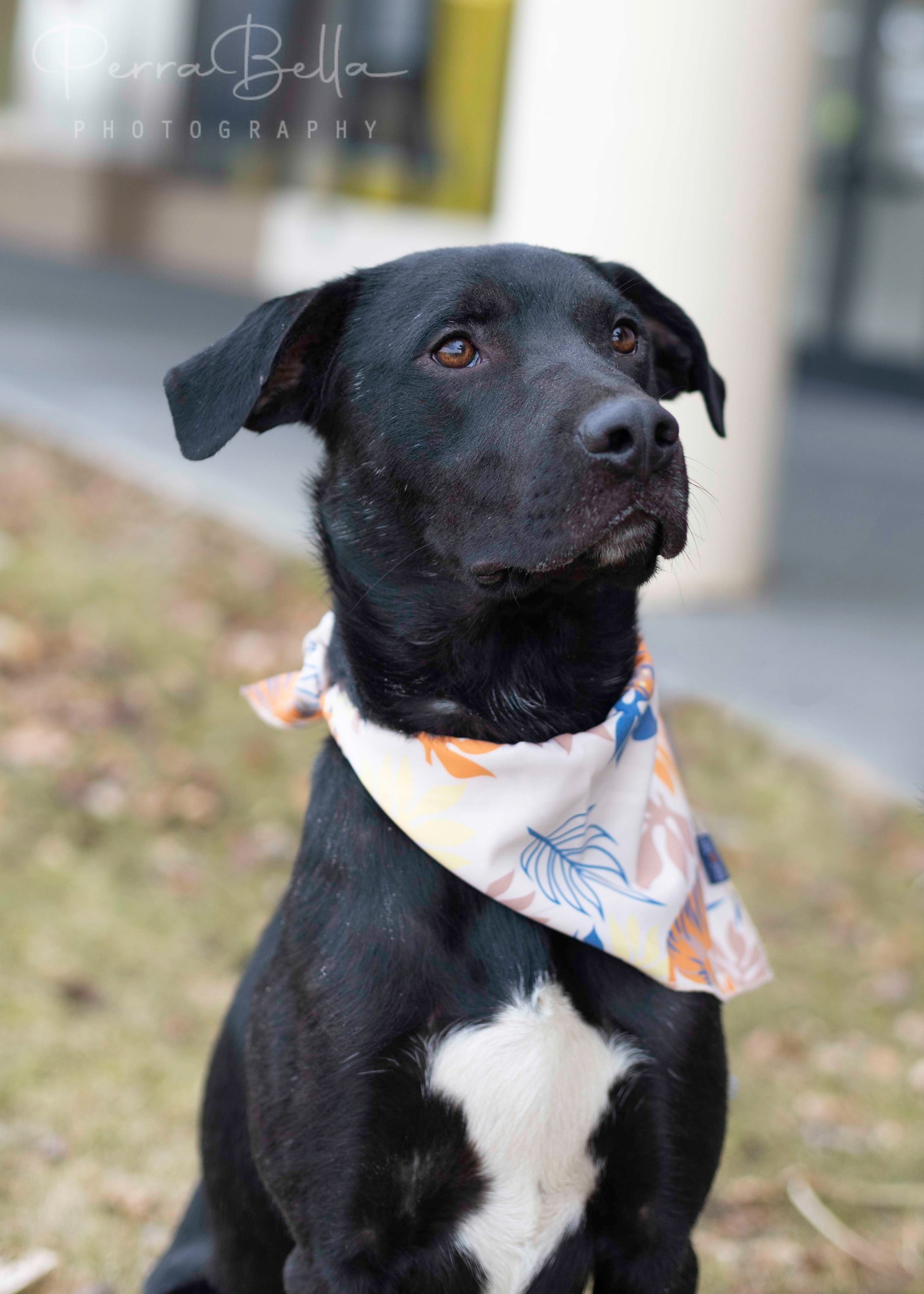 Lucky Charms, an adoptable Black Labrador Retriever in West Richland, WA, 99353 | Photo Image 1