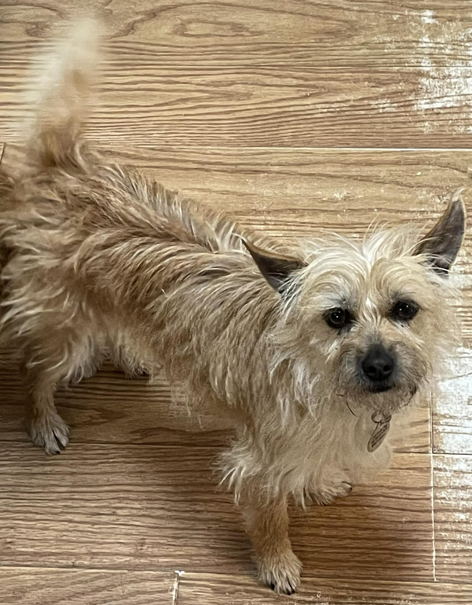 Kelcee, an adoptable Terrier in West Richland, WA, 99353 | Photo Image 2