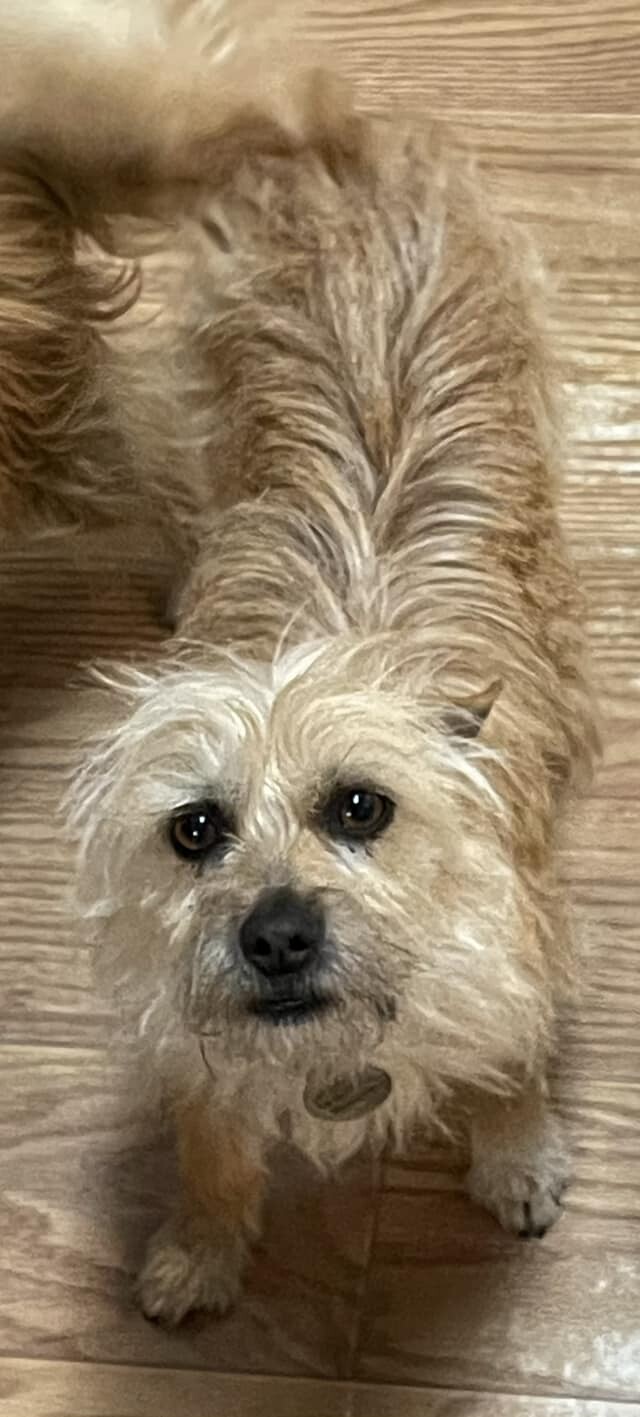 Kelcee, an adoptable Terrier in West Richland, WA, 99353 | Photo Image 4