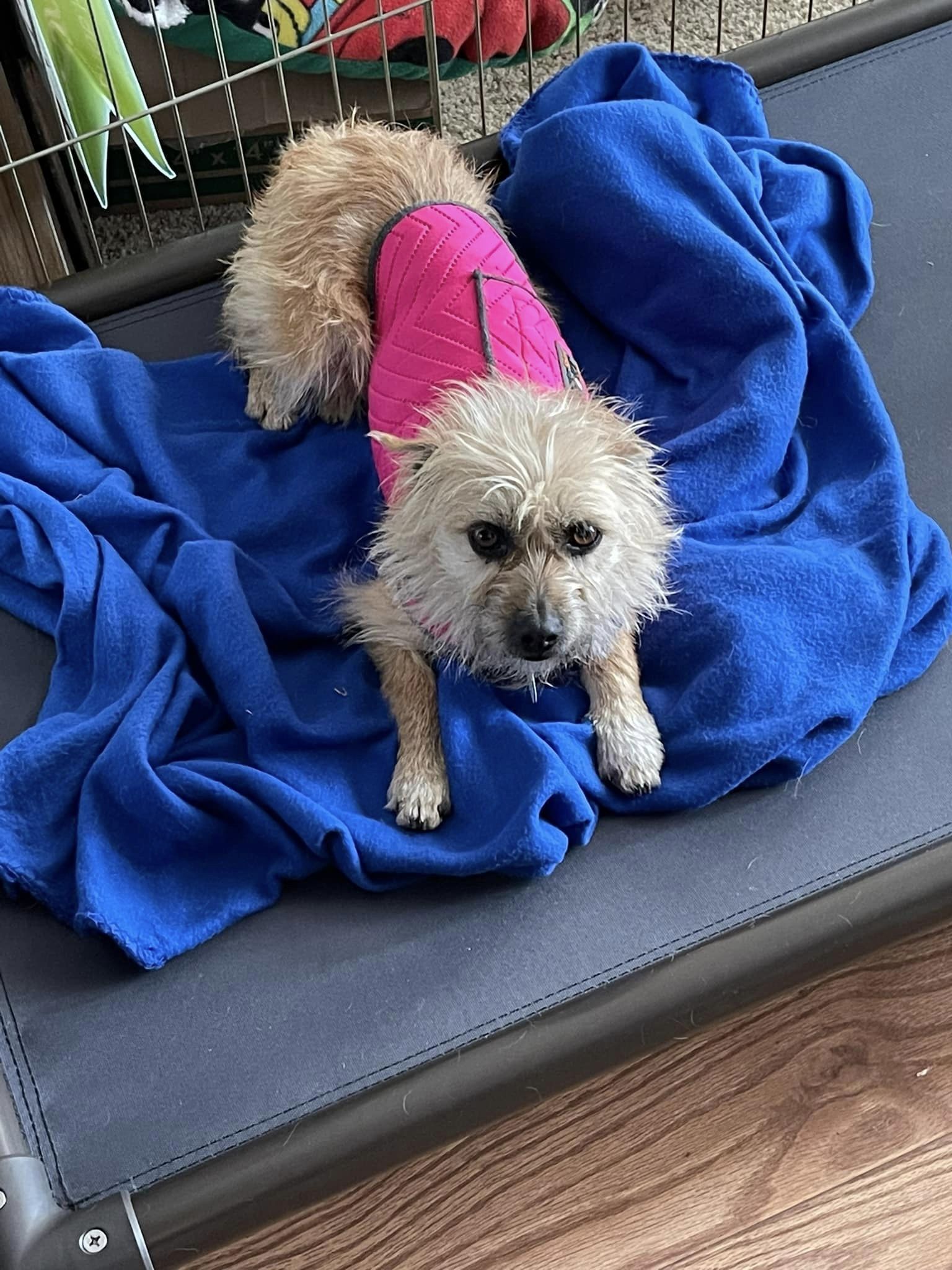 Kelcee, an adoptable Terrier in West Richland, WA, 99353 | Photo Image 5