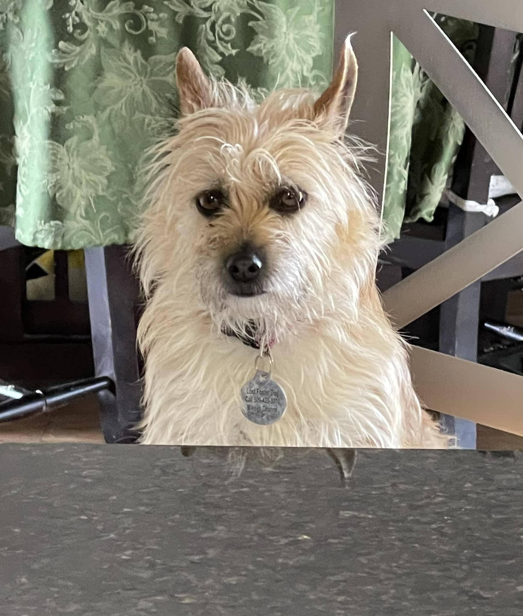 Kelcee, an adoptable Terrier in West Richland, WA, 99353 | Photo Image 6