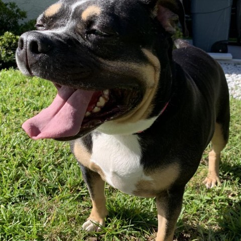Dog for adoption - BONNIE, a Pug & Rottweiler Mix in Port Saint Lucie, FL |  Petfinder