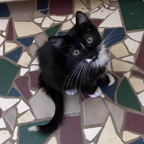 Pilgrim, an adoptable Domestic Short Hair in Cody, WY_image-2