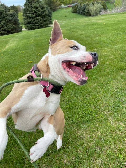 JJ, an adoptable Pit Bull Terrier in Allegan, MI_image-4