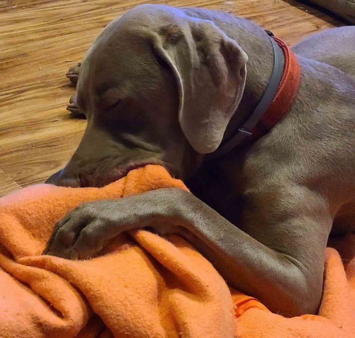 Goose, an adopted Weimaraner in Rutherfordton , NC_image-3