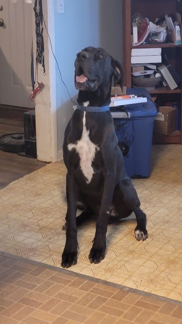 Petfinder 2024 great dane