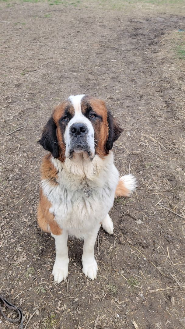 Petfinder hot sale saint bernard