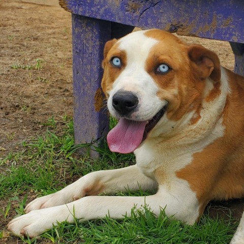 TJ, an adoptable Mixed Breed in Clarksville, AR_image-1