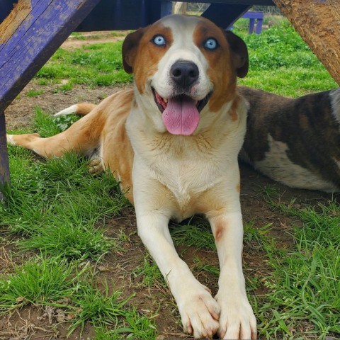 TJ, an adoptable Mixed Breed in Clarksville, AR_image-3