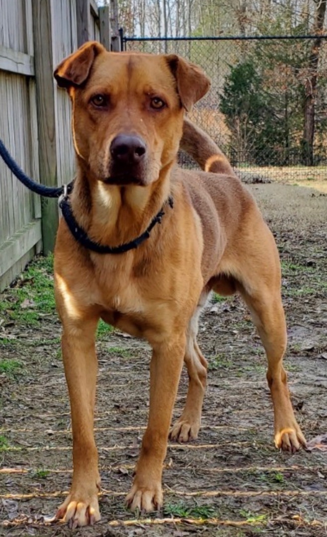 Peter, an adoptable Black Mouth Cur Mix in Fairfield, NJ_image-2