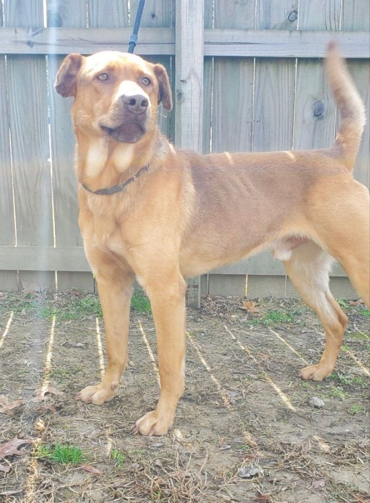 Peter, an adoptable Black Mouth Cur Mix in Fairfield, NJ_image-4