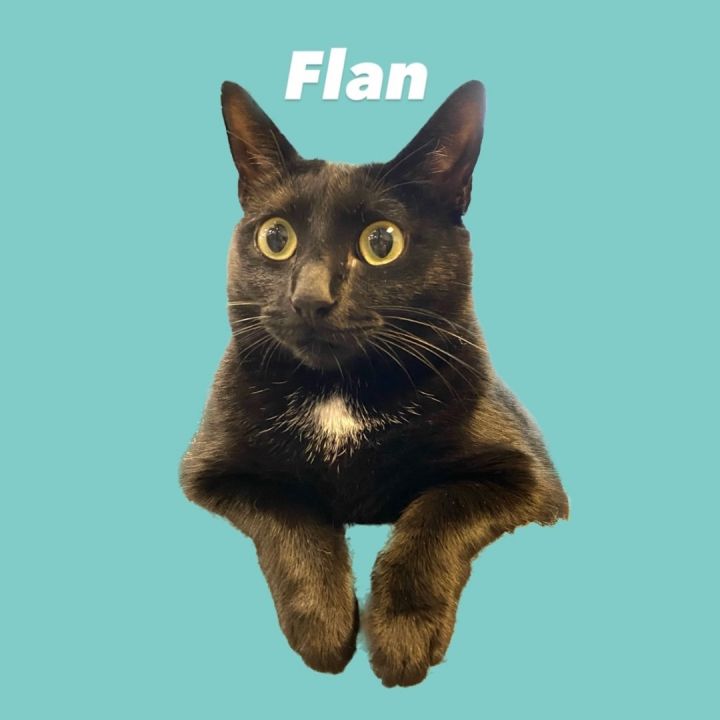 Cannoli & Flan 3