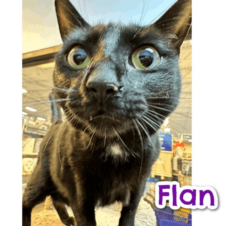 Cannoli & Flan, an adoptable Domestic Short Hair in Pittstown, NJ_image-5