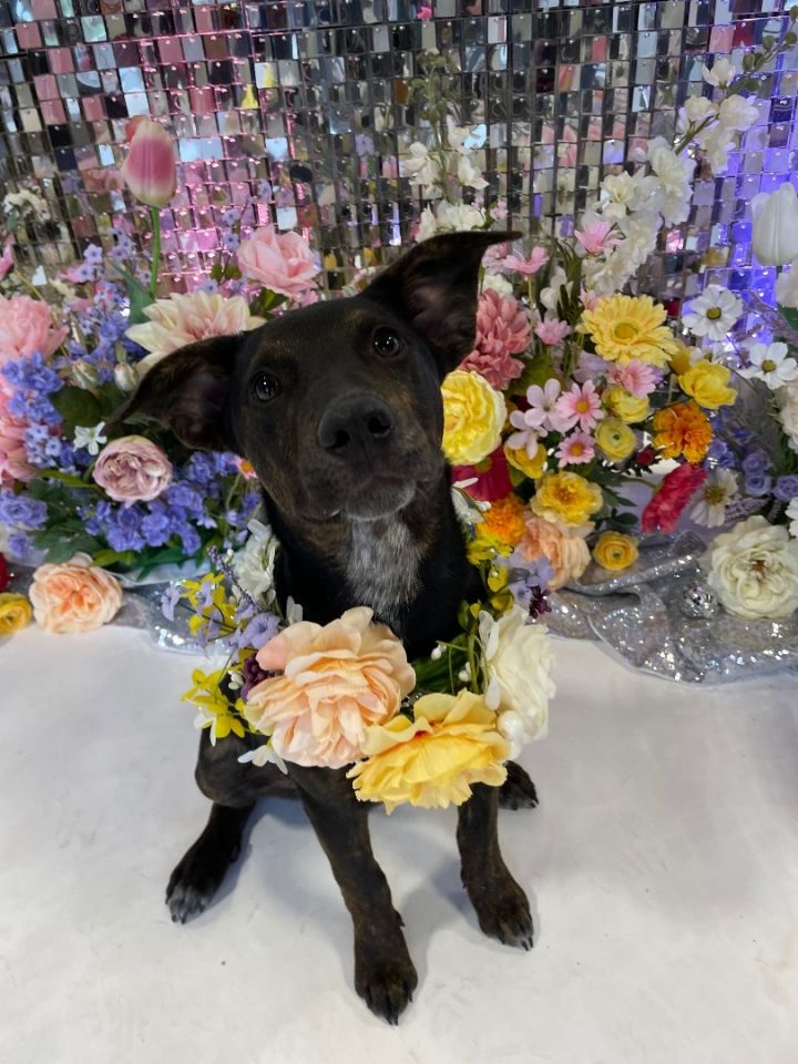 Tulip, an adoptable Patterdale Terrier / Fell Terrier Mix in Jefferson City, MO_image-1