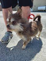 Joey, an adoptable Yorkshire Terrier Mix in Red Lion, PA_image-1
