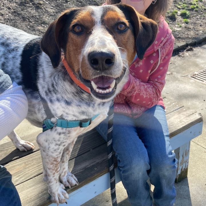 Presley, an adoptable Bluetick Coonhound in Beacon, NY_image-2