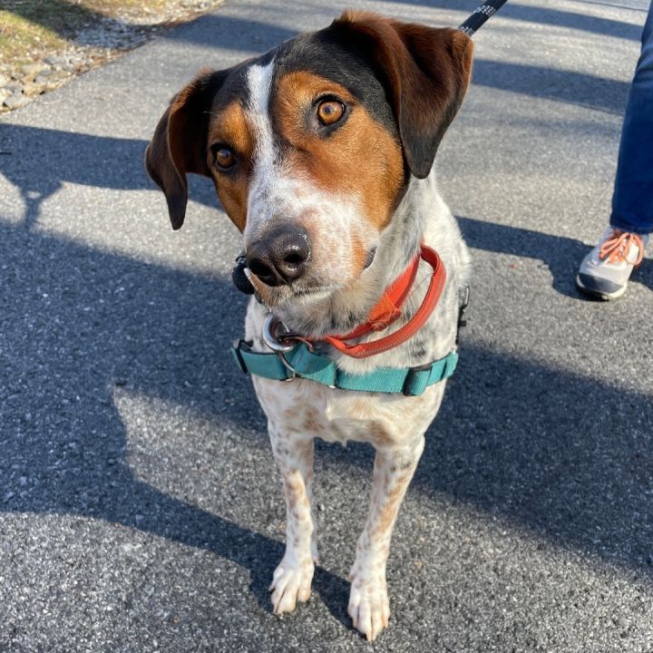 Presley, an adoptable Bluetick Coonhound in Beacon, NY_image-4