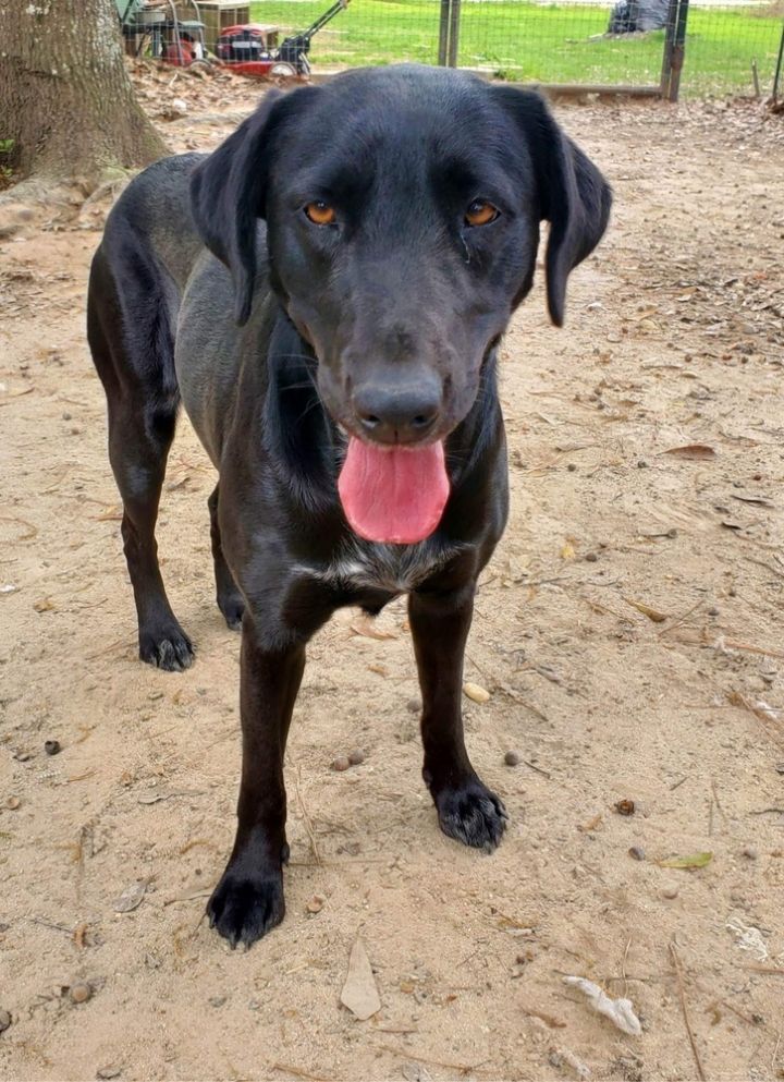 Tessie (Texas), an adoptable Labrador Retriever Mix in conroe, TX_image-1
