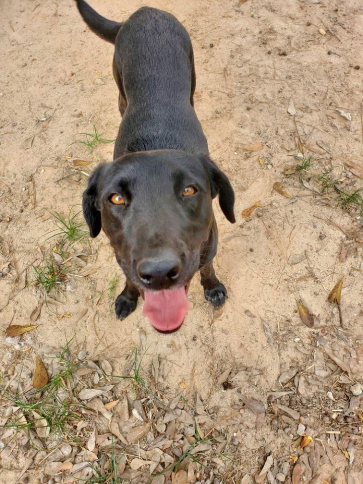 Tessie (Texas), an adoptable Labrador Retriever Mix in conroe, TX_image-4