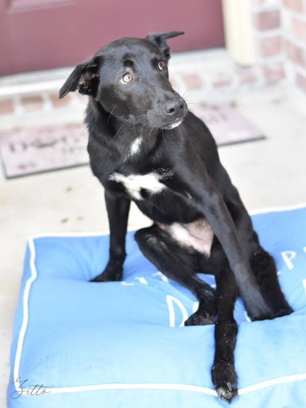 Zitto (Texas), an adoptable Labrador Retriever Mix in conroe, TX_image-2
