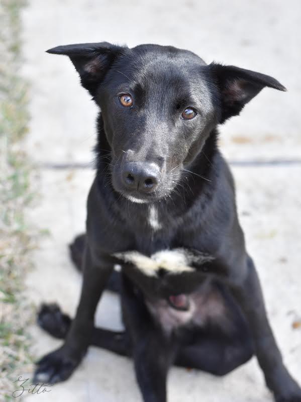 Zitto (Texas), an adoptable Labrador Retriever Mix in conroe, TX_image-4