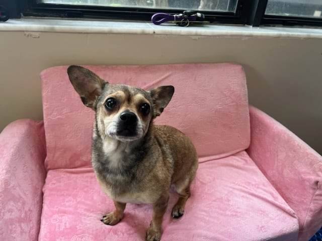 Chloe, an adoptable Chihuahua in Boca Raton, FL_image-2
