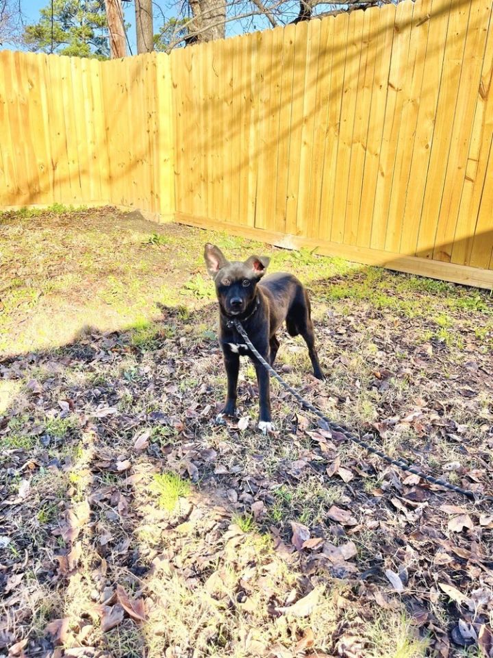 Halle (Texas), an adoptable Labrador Retriever Mix in conroe, TX_image-5